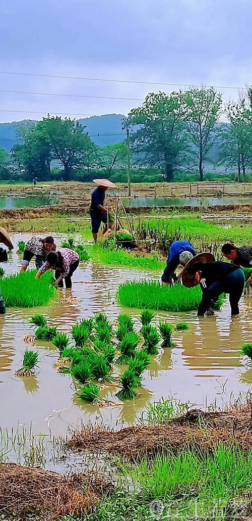 【在希望的田野上】各地抢抓农时有序推进农业生产 【在希望的田野上】各地抢抓农时有序推进农业生产
